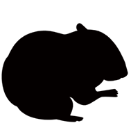 チンチラちゃんアイコン